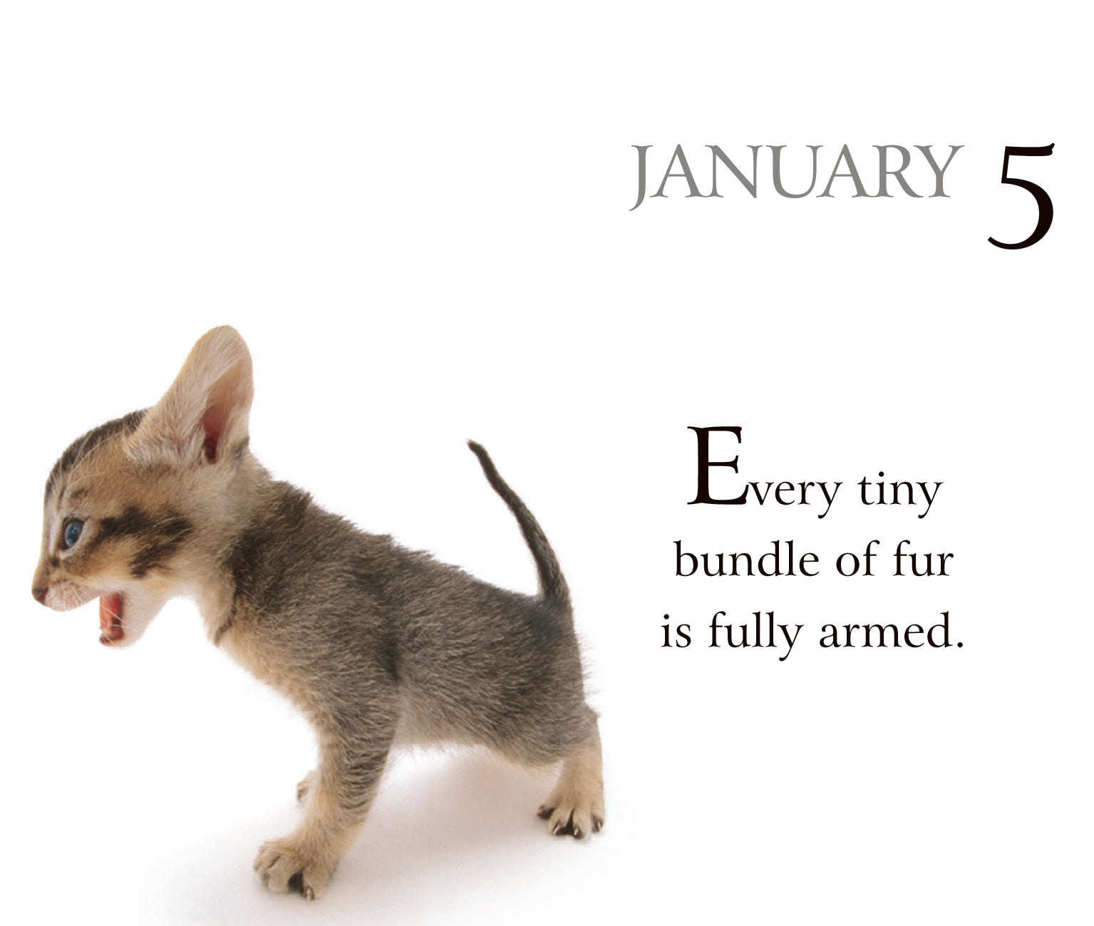 365 Days With My Bossy Cat Perpetual Calendar | Gift Book | Books Make Great Gifts